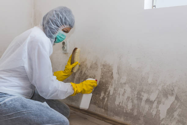 Mold Testing and Removal in Tyler Run, PA