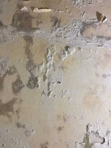 Best Office Mold Removal Services  in Tyler Run, PA