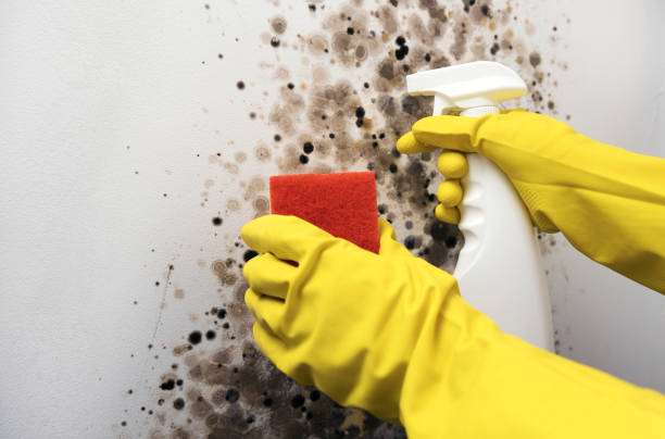 Best Affordable Mold Removal  in Tyler Run, PA