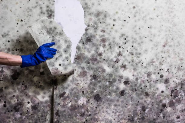 Best Professional Mold Removal  in Tyler Run, PA